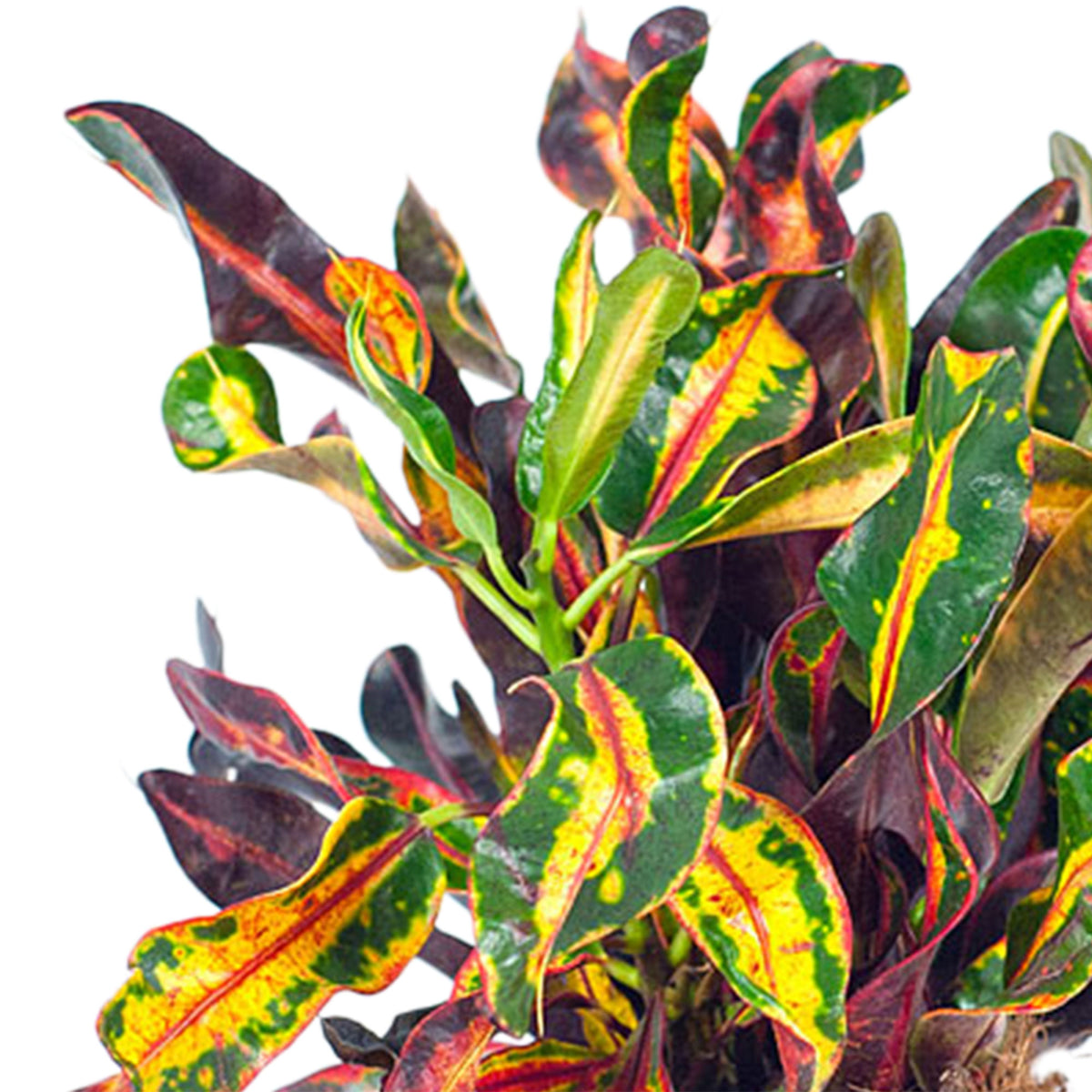 Croton Codiaeum 'Mammi'