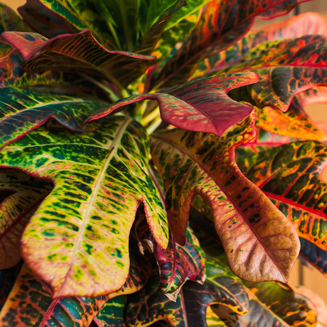 Croton Codiaeum 'Mrs. Iceton'