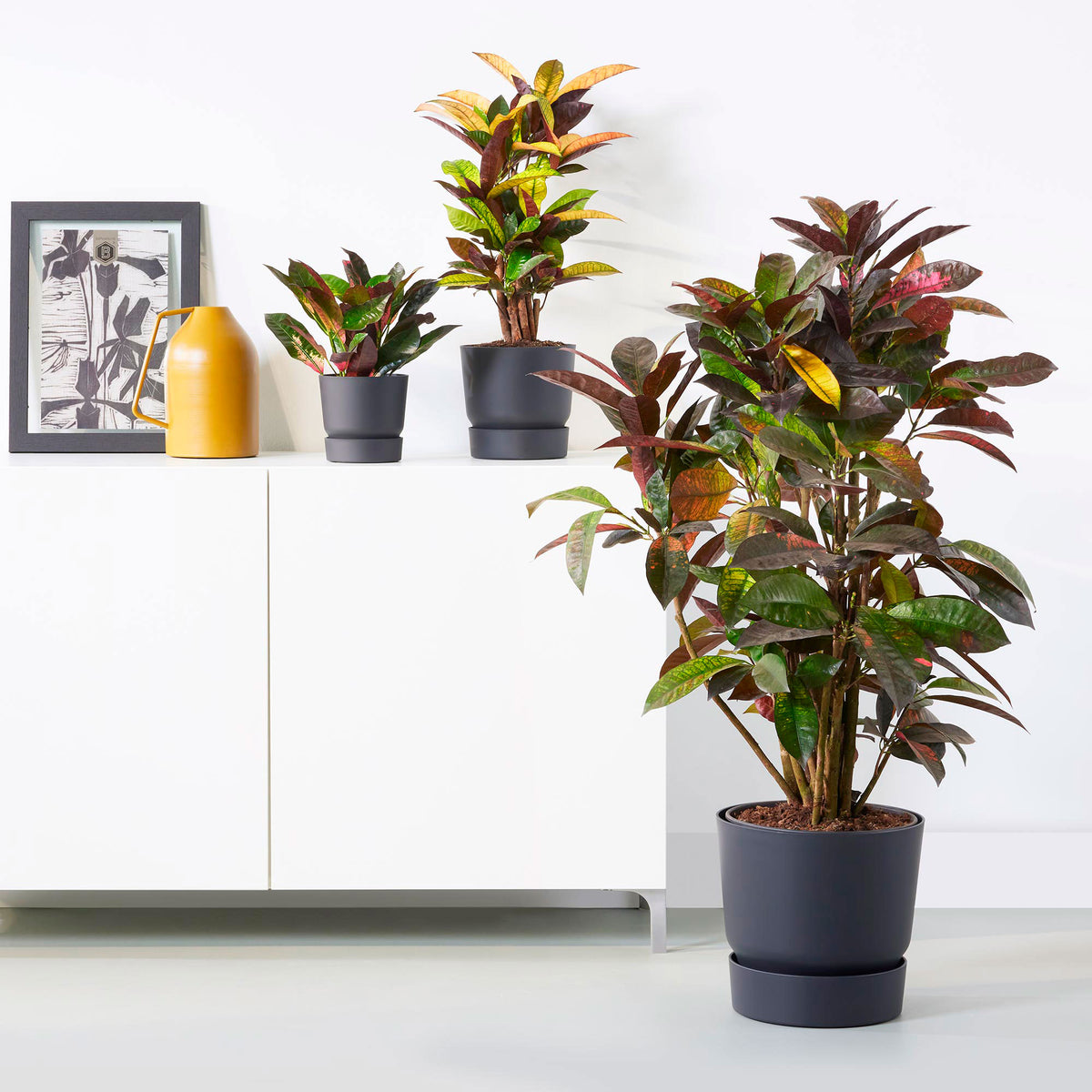 Croton Codiaeum 'Mrs. Iceton'
