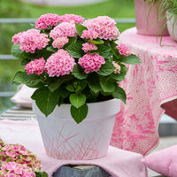Bigleaf hydrangea Hydrangea 'Bodensee' Pink - Hardy plant