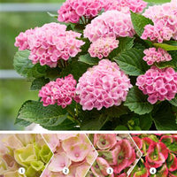 Bigleaf hydrangea Hydrangea 'Bodensee' Pink - Hardy plant
