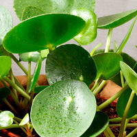 Chinese money plant Pilea peperomioides incl. decorative pot