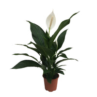 Peace lily Spathiphyllum 'Bingo Cupido' White incl. decorative pot