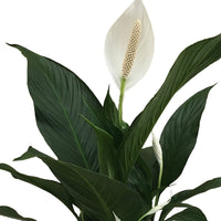 Peace lily Spathiphyllum 'Bingo Cupido' White incl. decorative pot