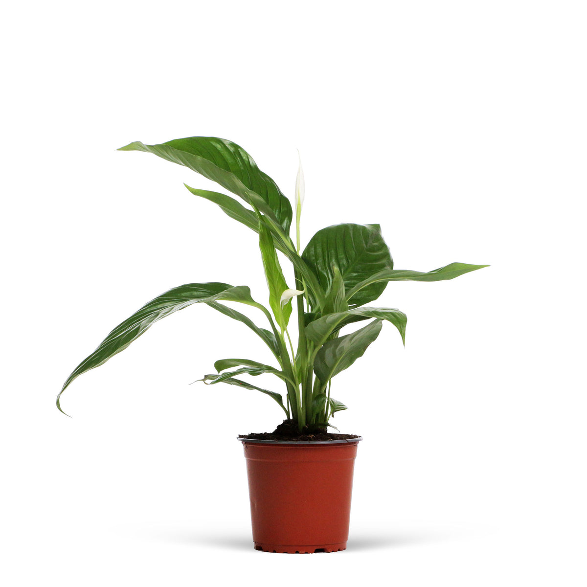 Peace lily Spathiphyllum 'Pearl Cupido' White