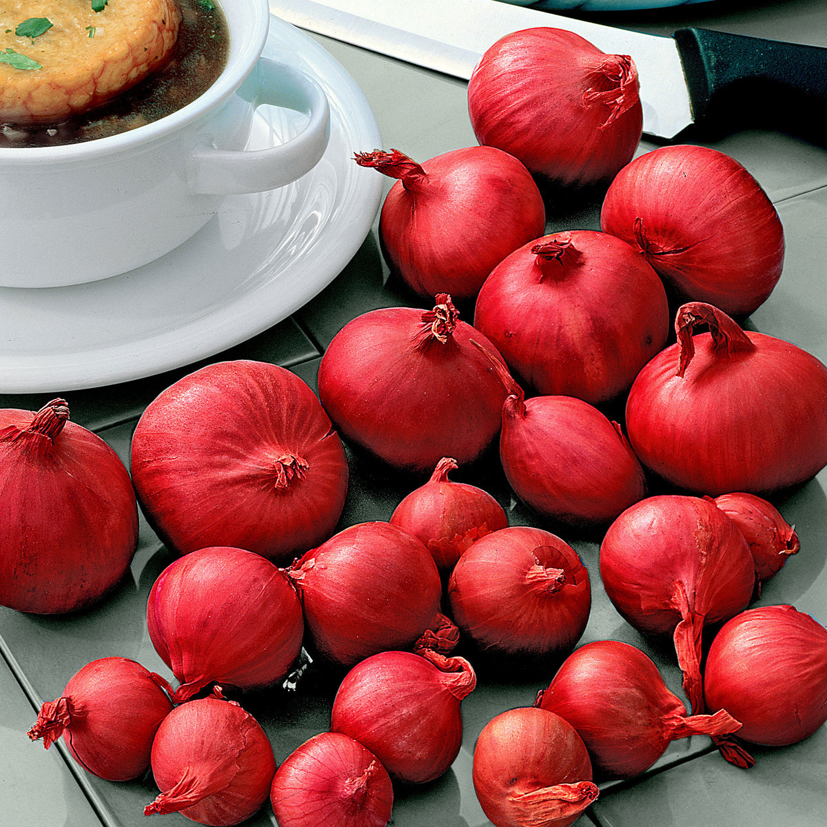 Red shallot Allium 'Red Sun'