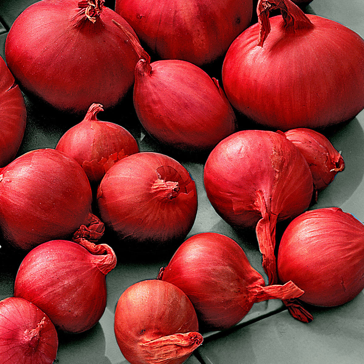 Red shallot Allium 'Red Sun'