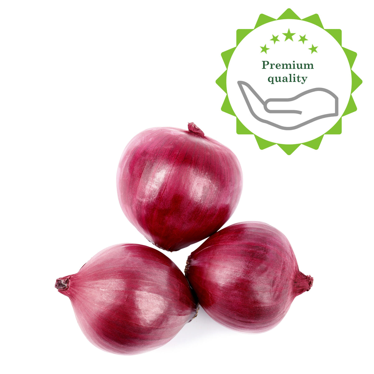Onion Allium 'Brunswijker Red Comred'