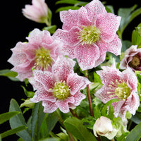 Christmas rose Helleborus 'Hello Amber' Pink-White - Hardy plant