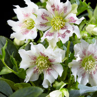 Christmas rose Helleborus 'Hello Pearl' - Hardy plant