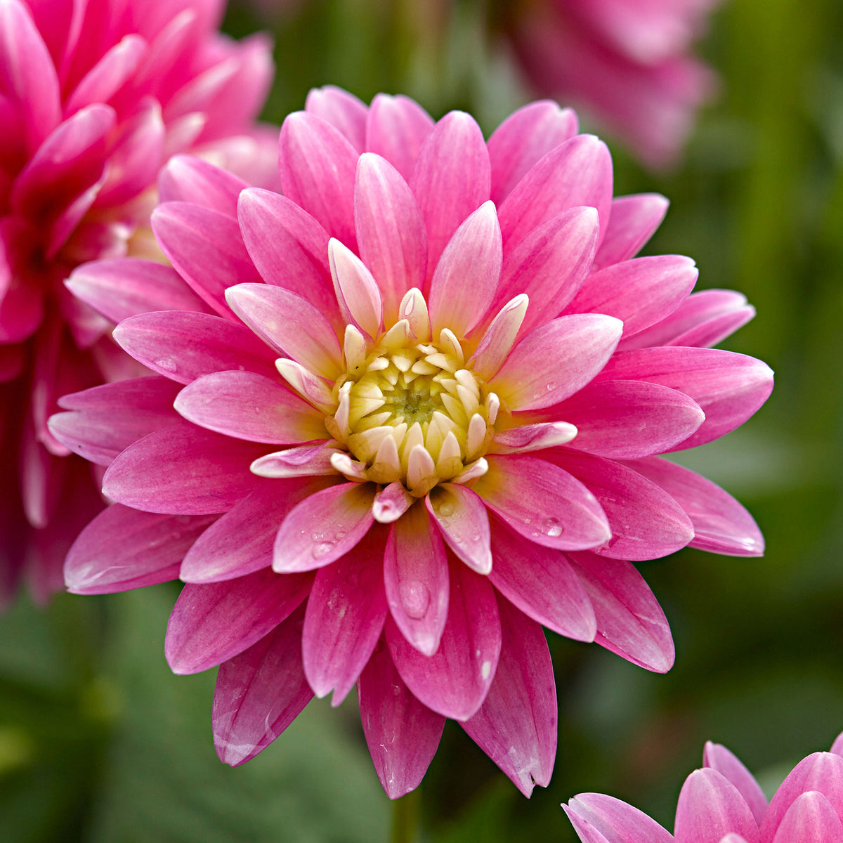 Dahlia 'Gallery Rembrandt' pink