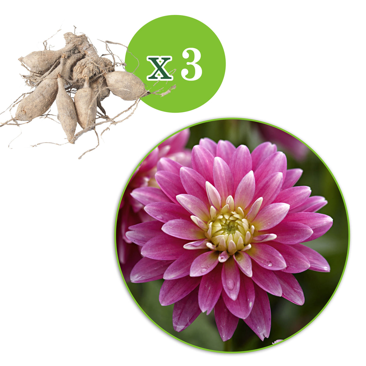 Dahlia 'Gallery Rembrandt' pink