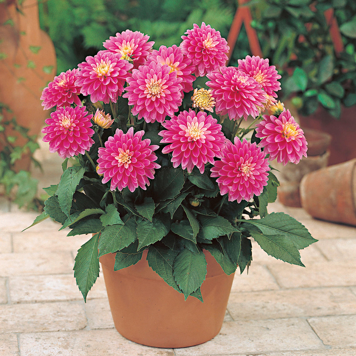 Dahlia 'Gallery Rembrandt' pink