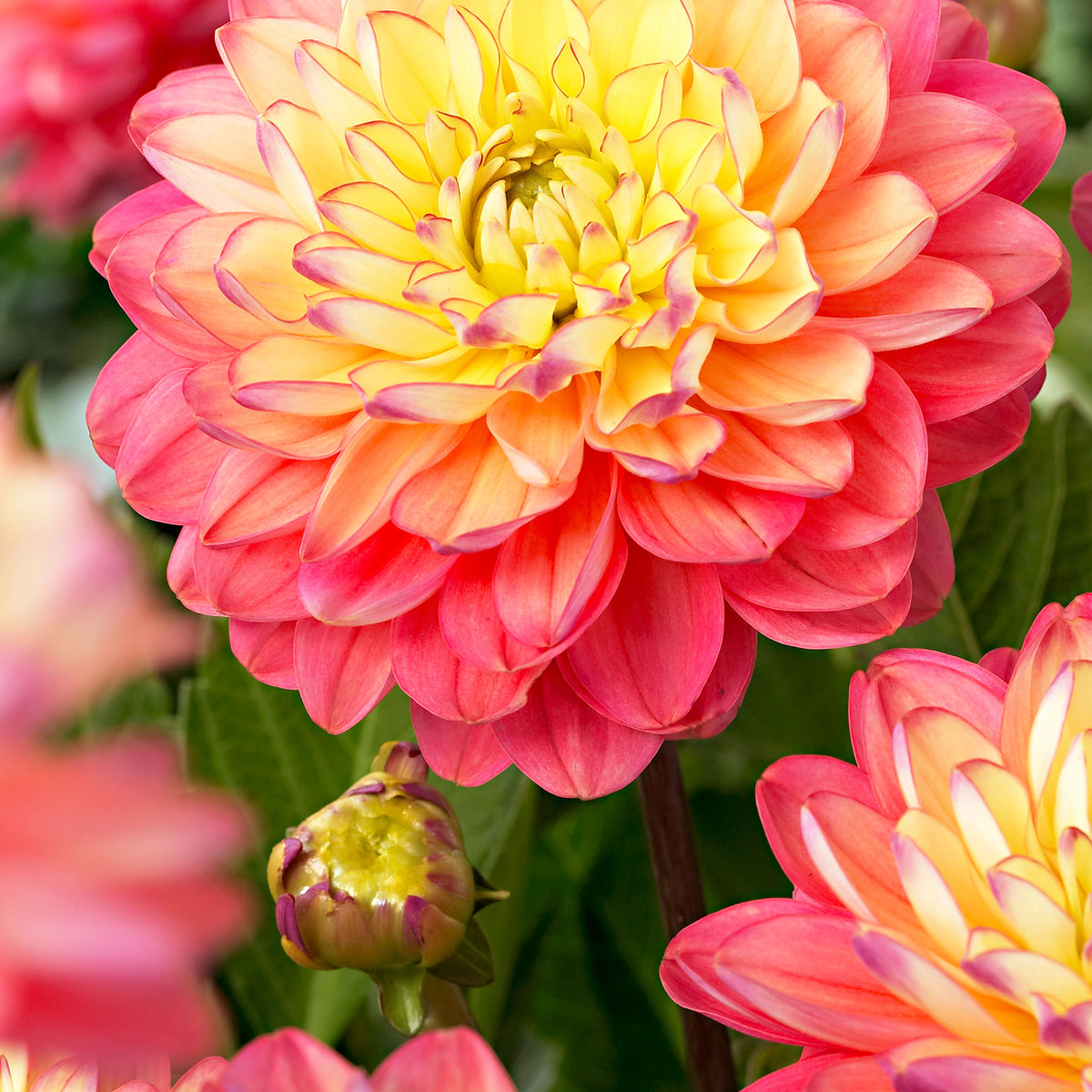Dahlia 'Melody Allegro' pink-yellow