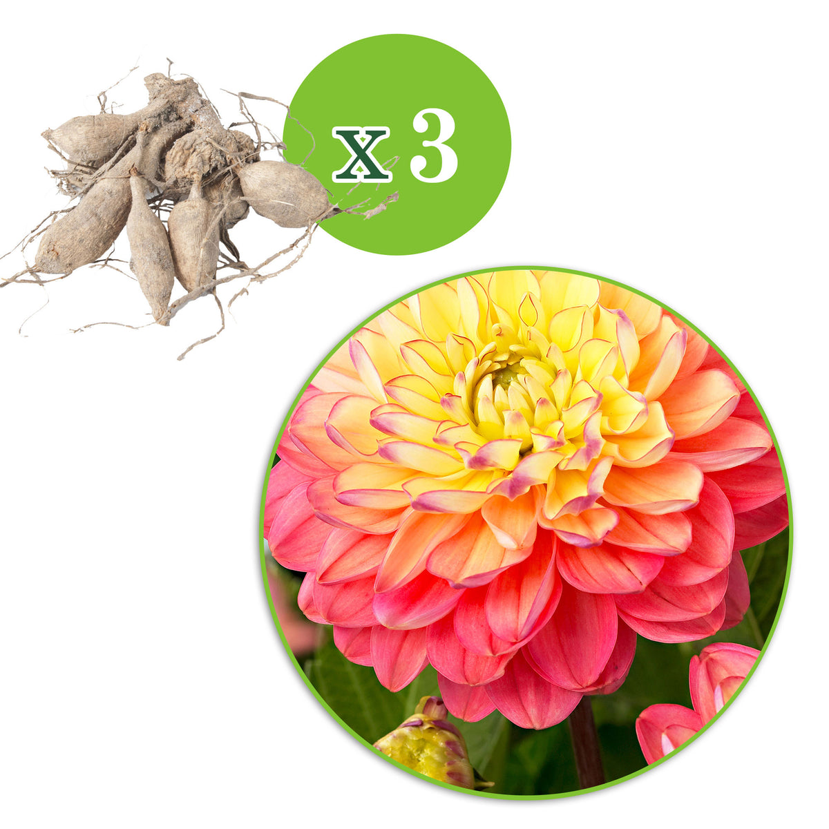 Dahlia 'Melody Allegro' pink-yellow