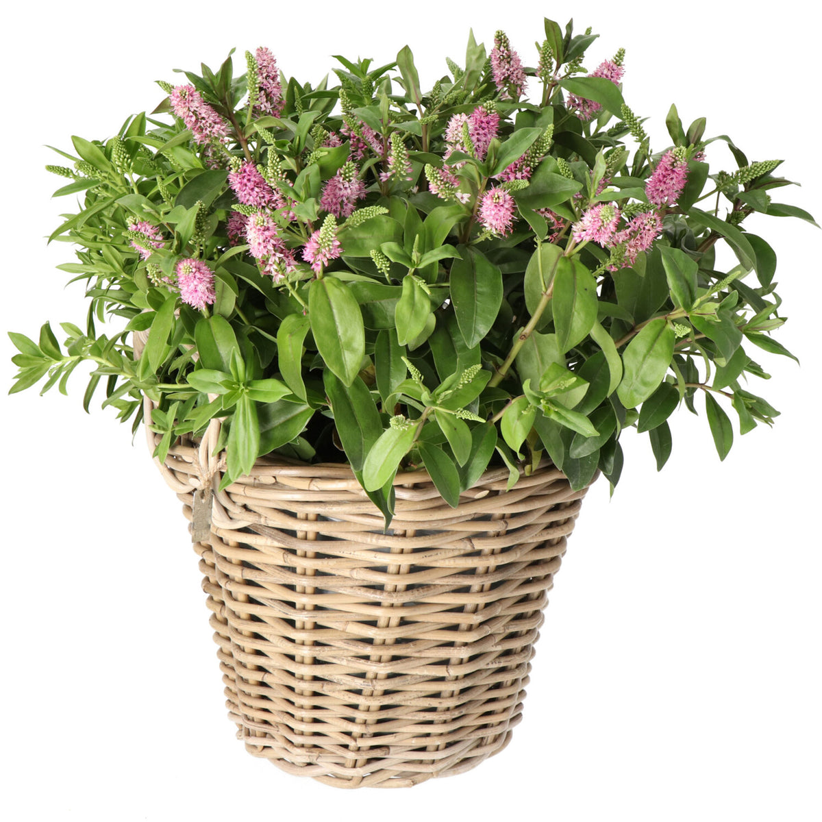 Wicker Aardappelmand grey - Indoor and outdoor pot