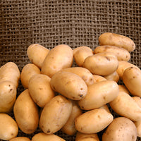 25x Potato Solanum 'Nicola'