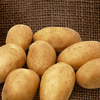 25x Potato Solanum 'Wilja'