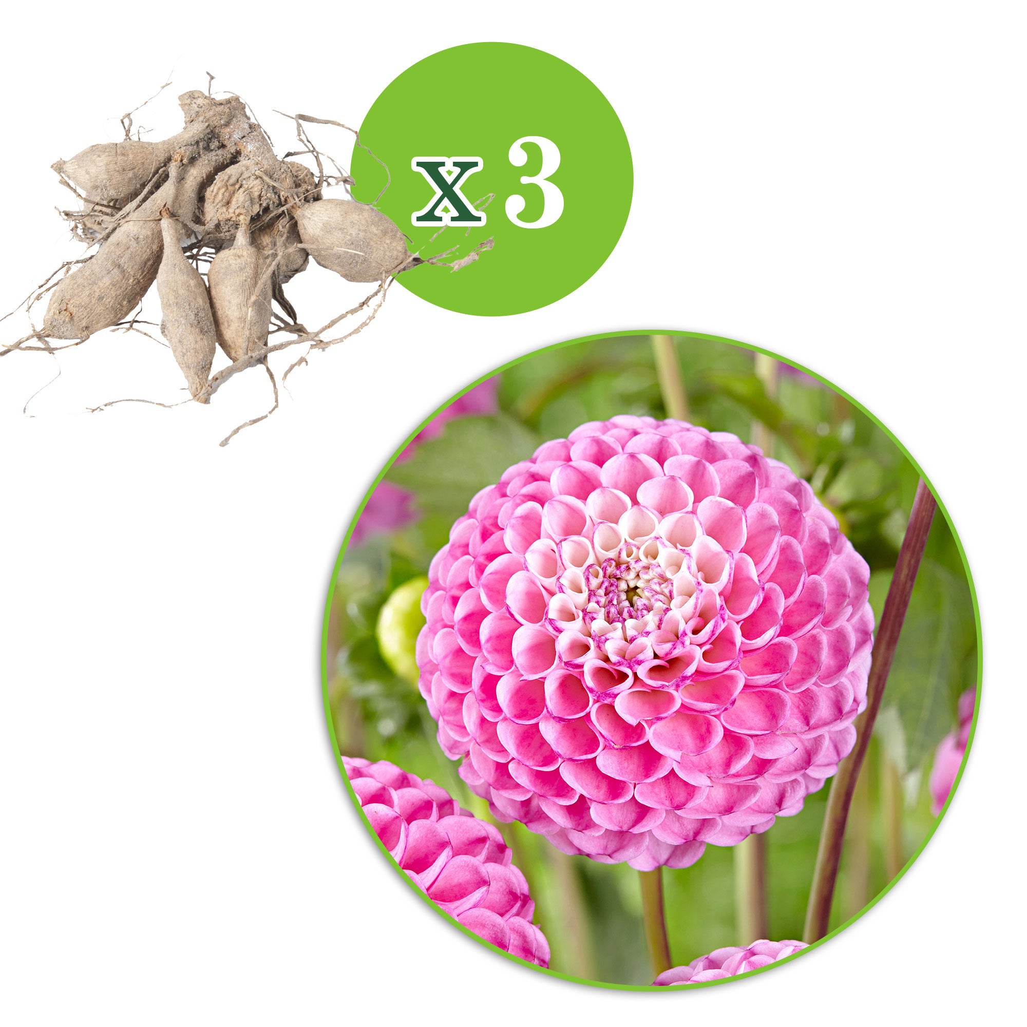 Buy 3x Dahlia 'Zippity Do Da' pink | Bakker.com