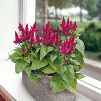 Celosia 'Kosmo' Purple-Red