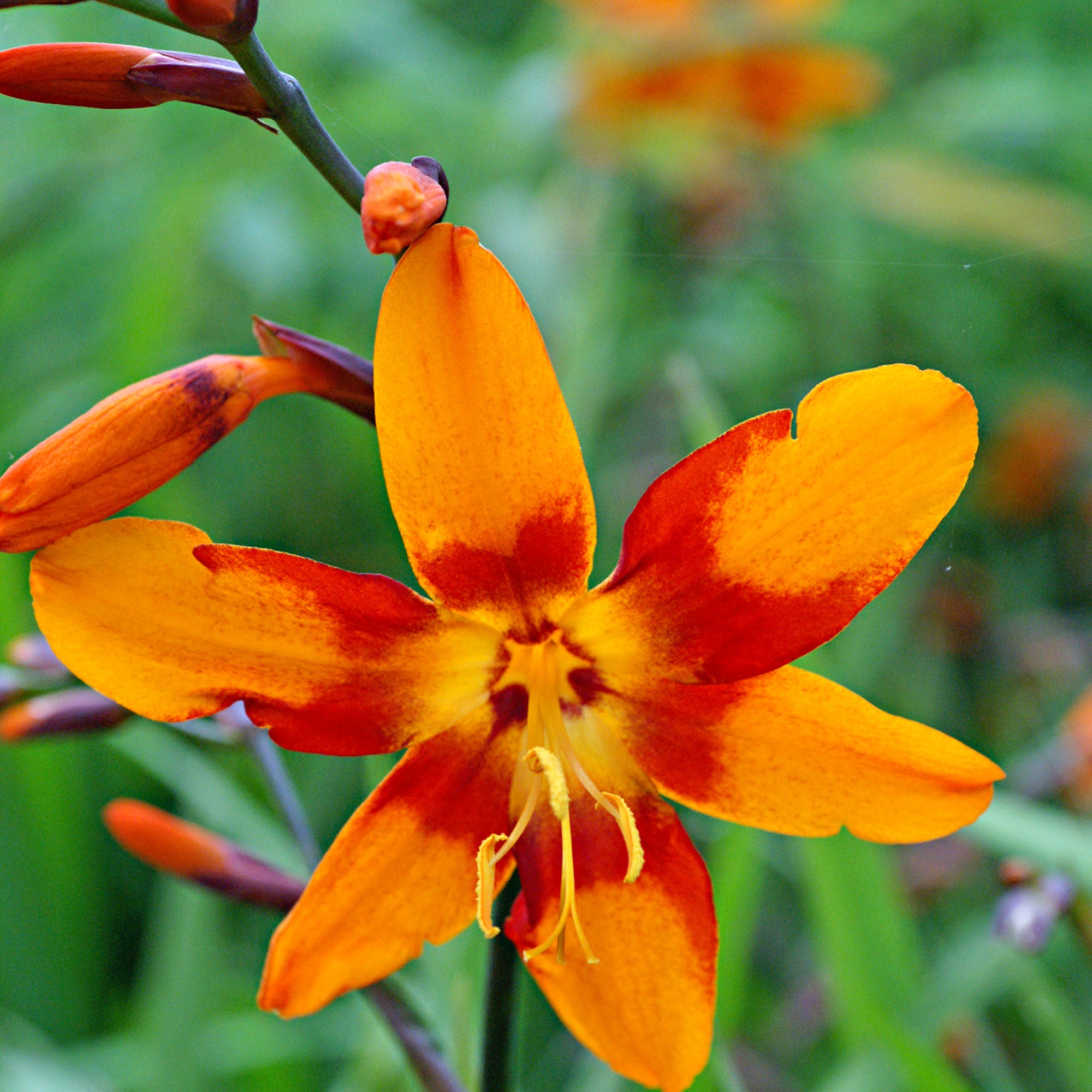 Crocosmia 'Emily McKenzie' – Plantentuin Crocosmia 'Emily McKenzie' – Plantentuin