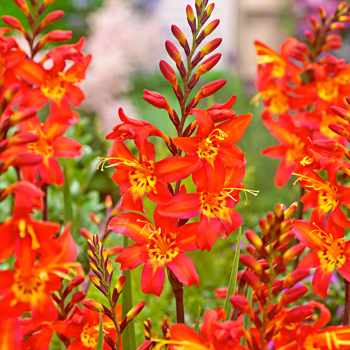10x Crocosmia 'Prince of Orange' orange-yellow