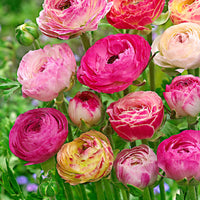 15x Double-flowered Buttercup Ranunculus 'Peony Blend' pink
