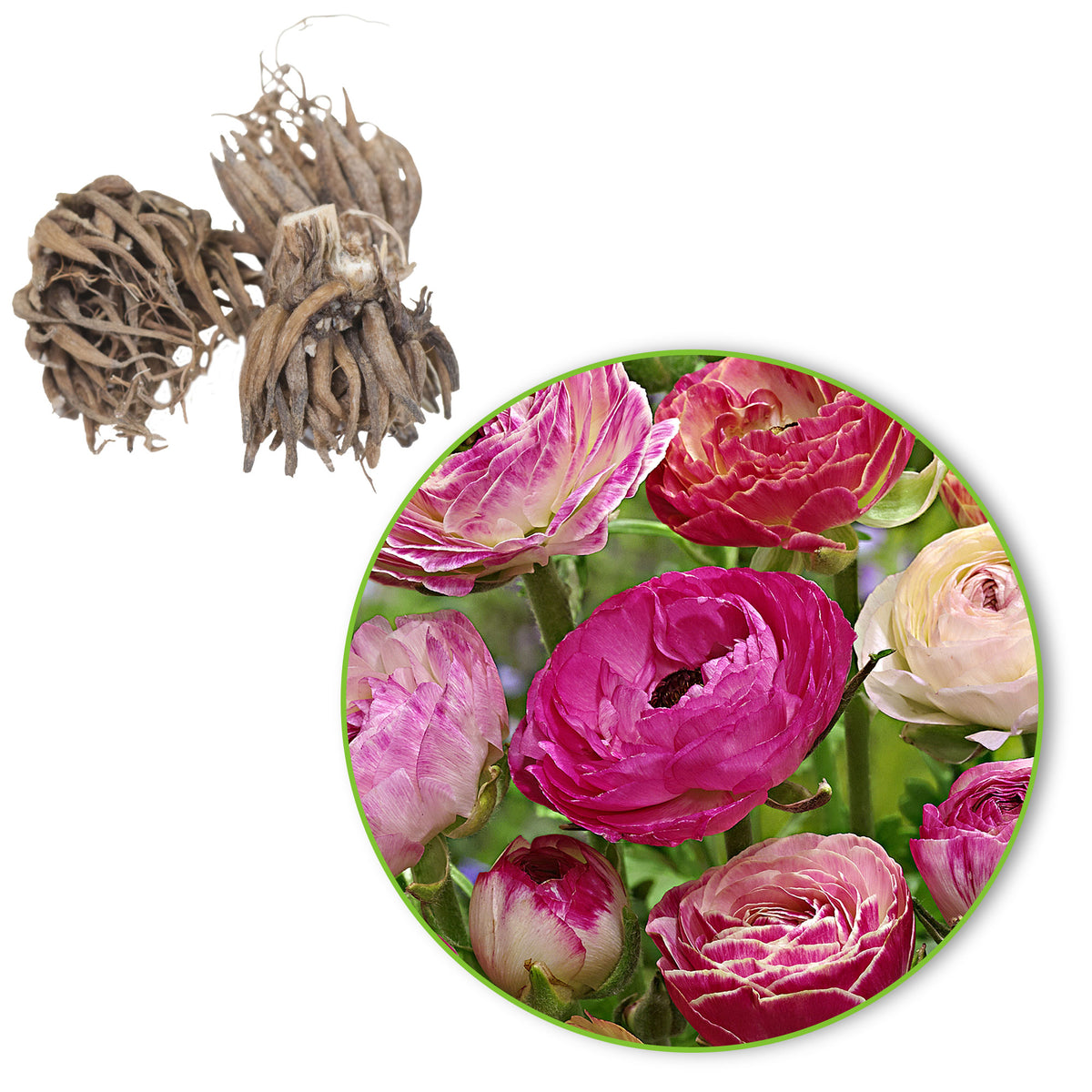 15x Double-flowered Buttercup Ranunculus 'Peony Blend' pink