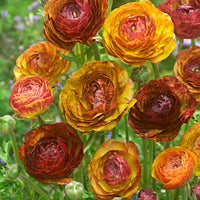 Ranunculus 'Cafe au Lait'