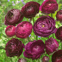 Double-flowered Buttercup Ranunculus 'Purple Sensation' purple