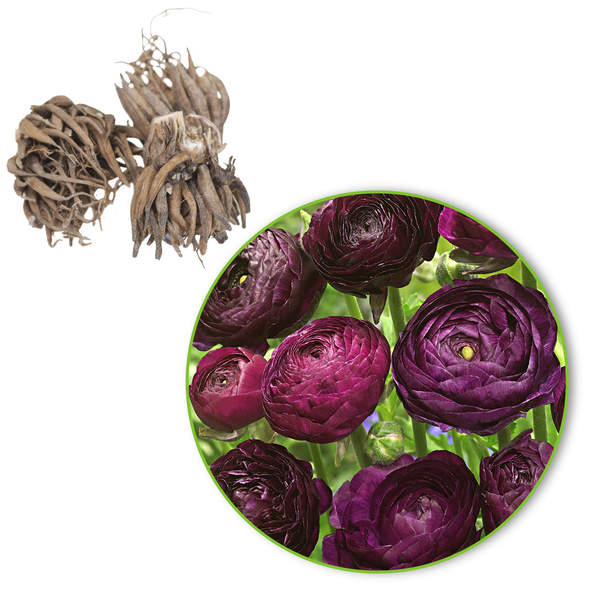 Double-flowered Buttercup Ranunculus 'Purple Sensation' purple