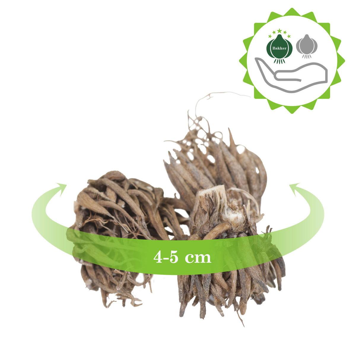 Double-flowered Buttercup Ranunculus 'Purple Sensation' purple