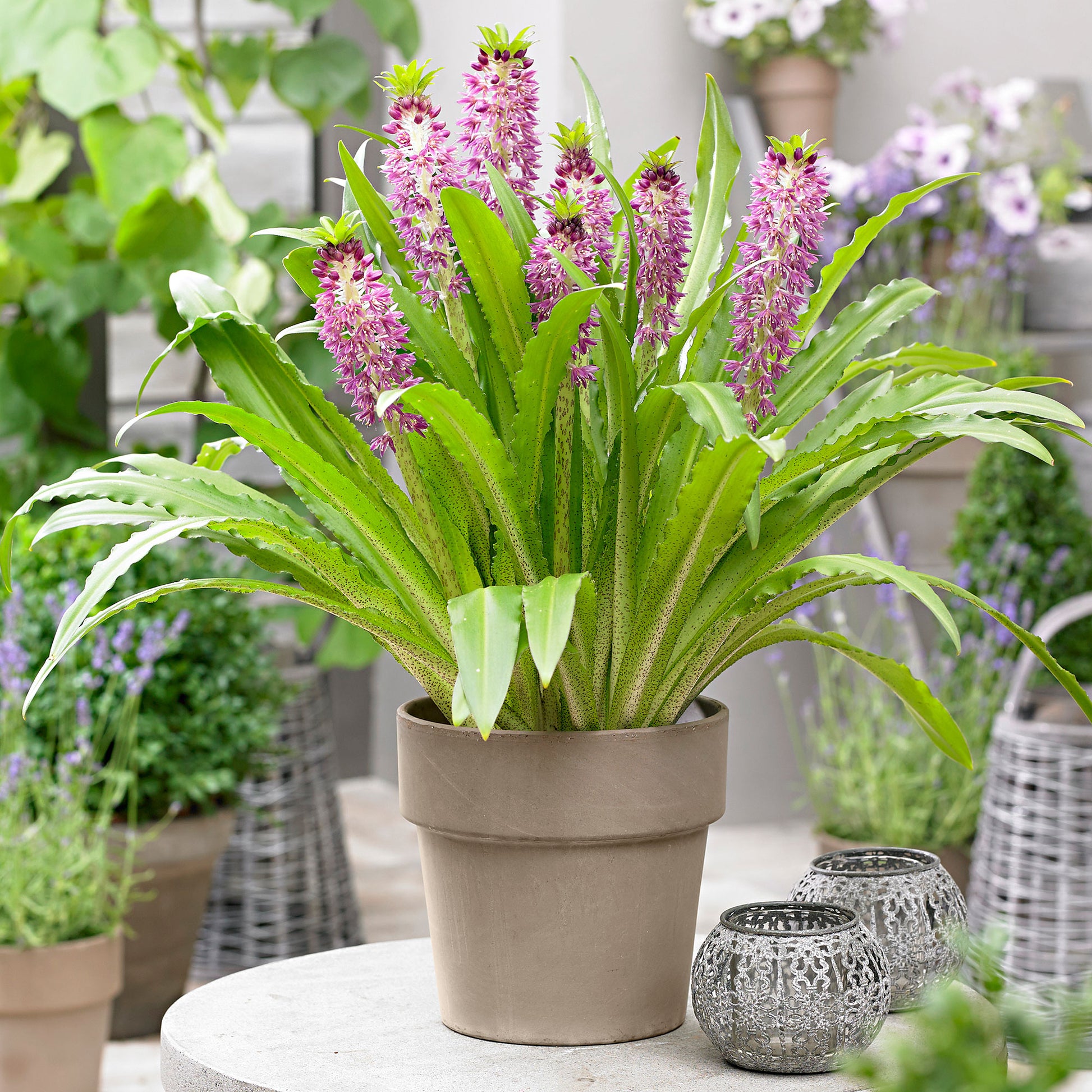 pineapple plant bulb 2x Pineapple Plant 'Aloha Leia'