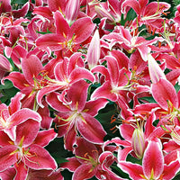5x Lily 'Starlight Express' pink