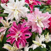 3x Double-flowered lily - Mix 'The Roses' pink-white