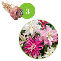 3x Double-flowered lily - Mix 'The Roses' pink-white