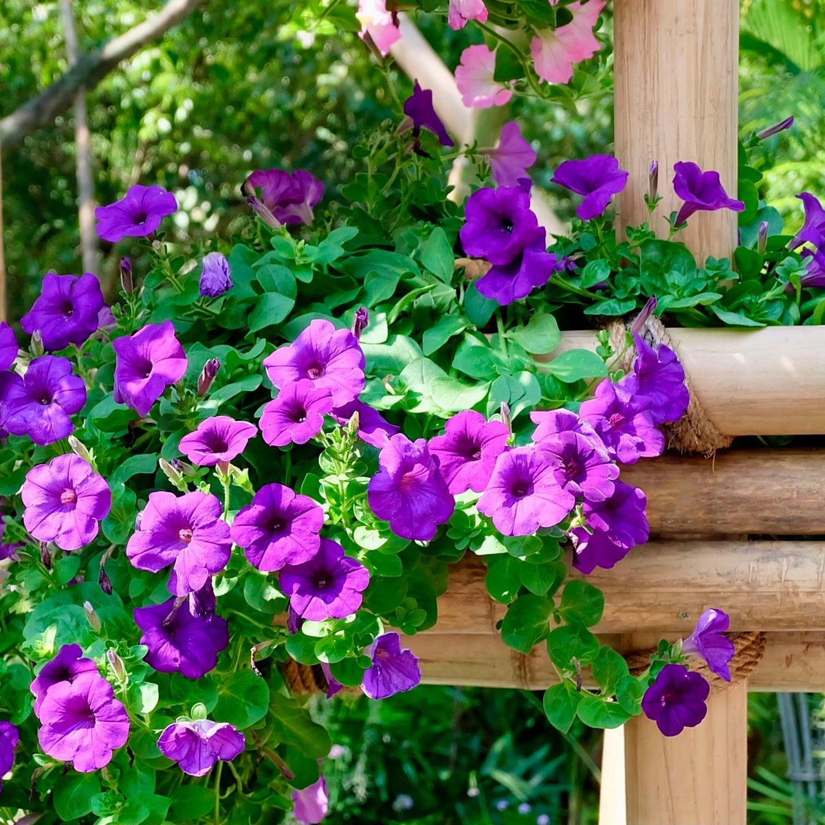 3x  Petunia 'Dark Purple' Purple