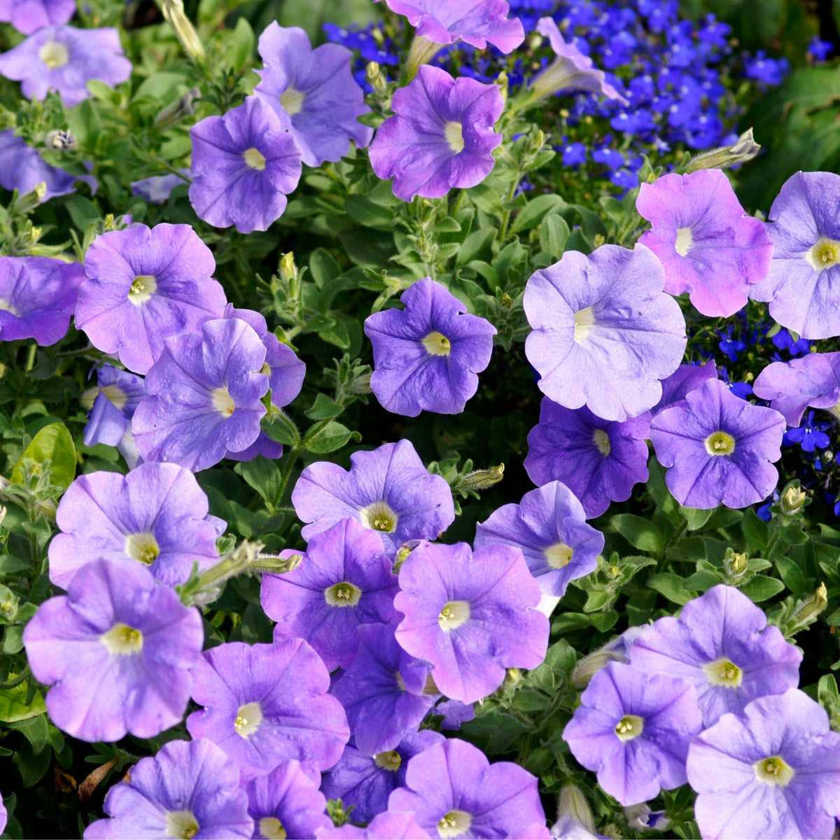 3x  Petunia 'Dark Purple' Purple
