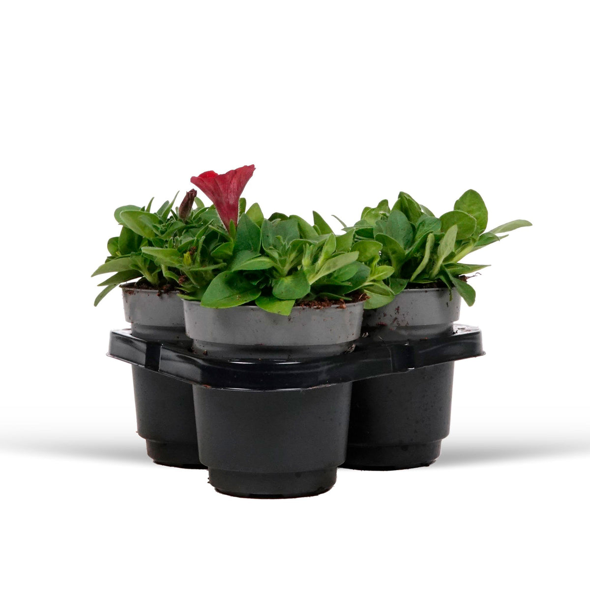 3x  Petunia 'Red' Red
