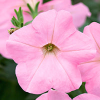 3x Petunia 'Soft Pink' Pink