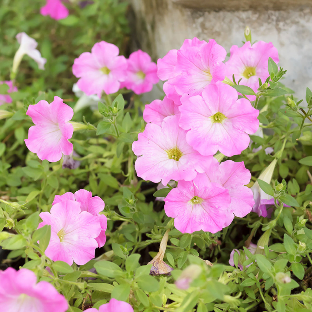 3x Petunia 'Soft Pink' Pink