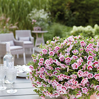 Petunia 'Pinktastic Double'