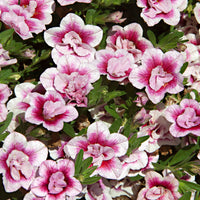 Petunia 'Pinktastic Double'