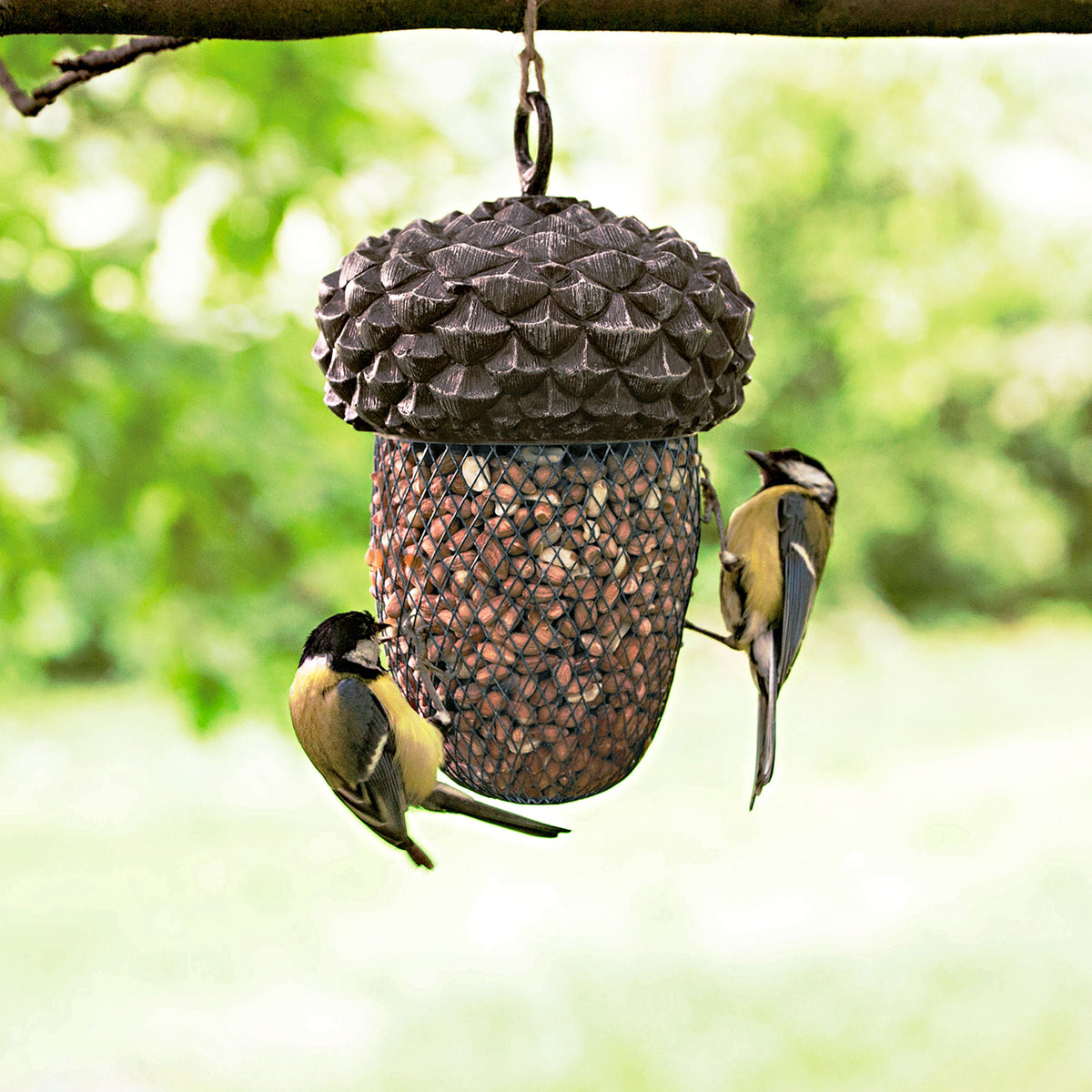 Acorn feeder Brown