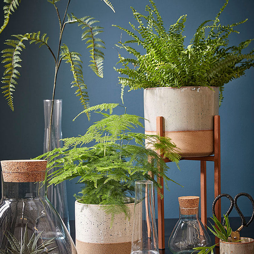 Ascot plant stand
