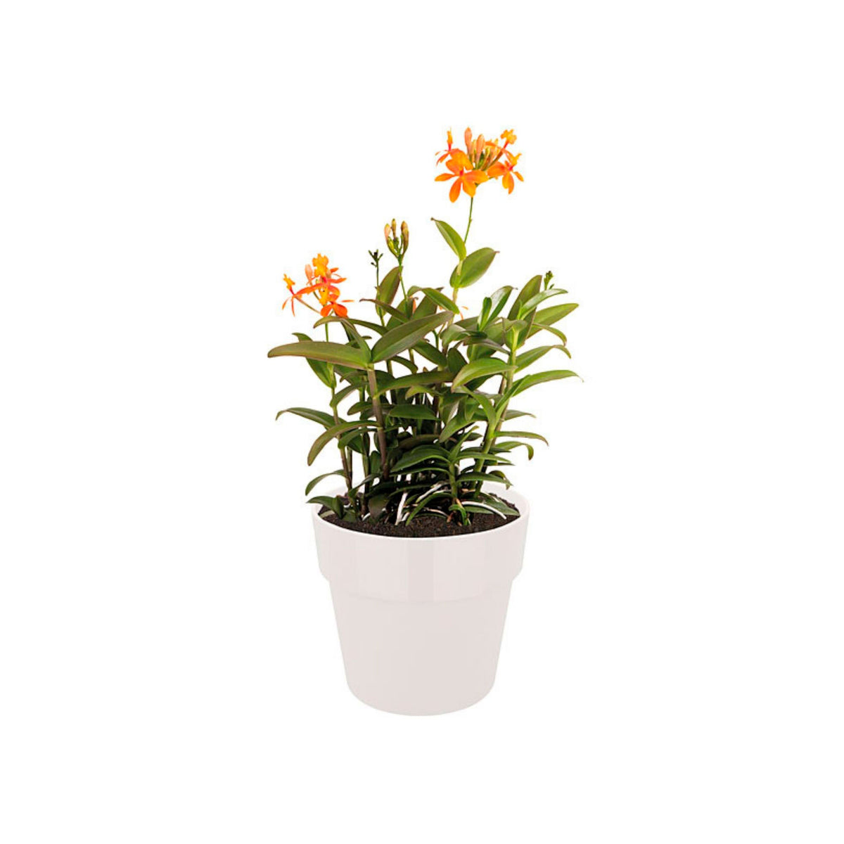 Elho flower pot B.for original round white - Indoor pot