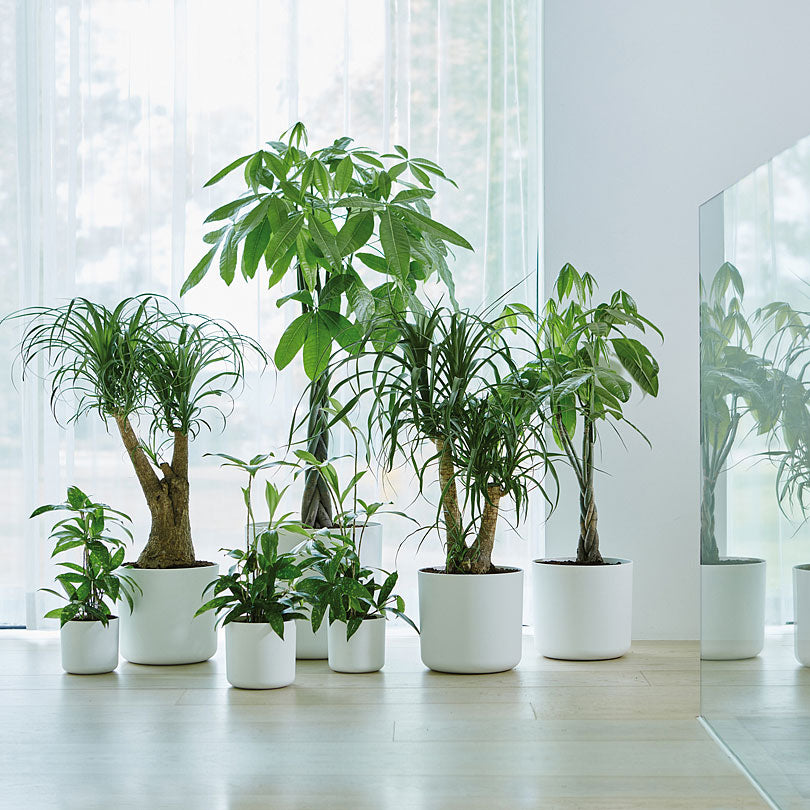 Elho Flower pot B.for soft round white - Indoor pot