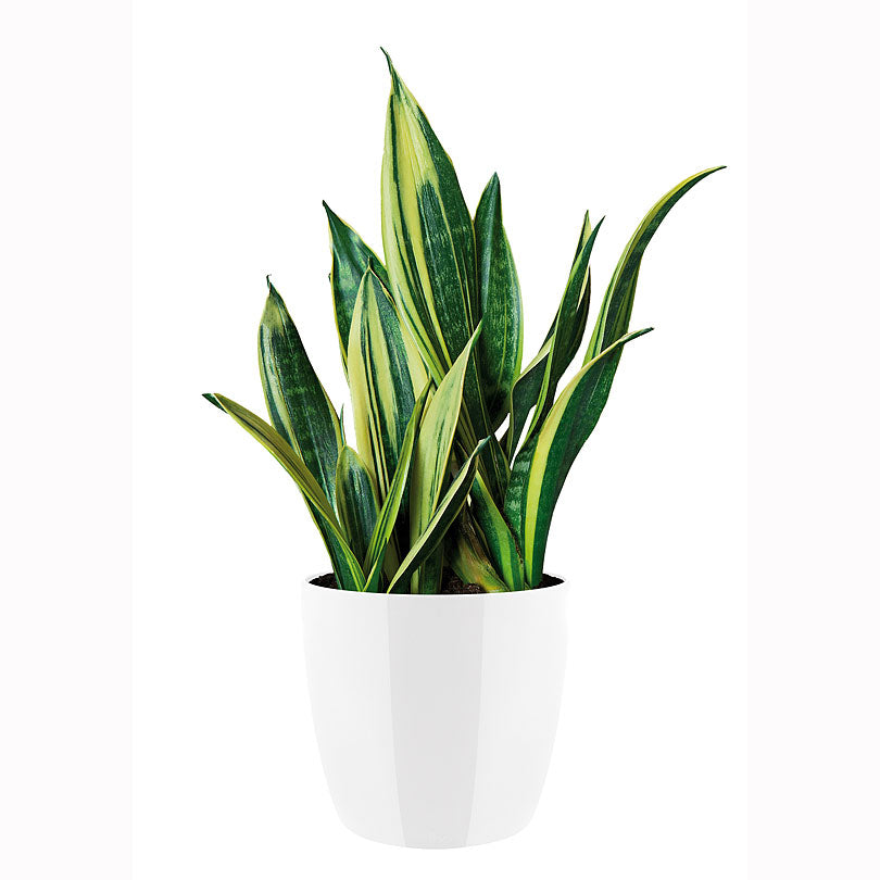 Elho flower pot Brussels diamond round white - Indoor pot