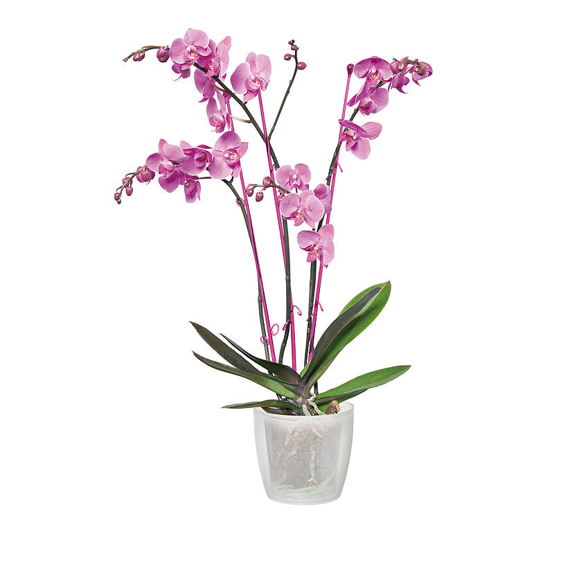 Elho Flower pot Brussels orchid round transparent - Indoor pot