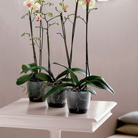 Elho Flower pot Brussels orchid round transparent - Indoor pot
